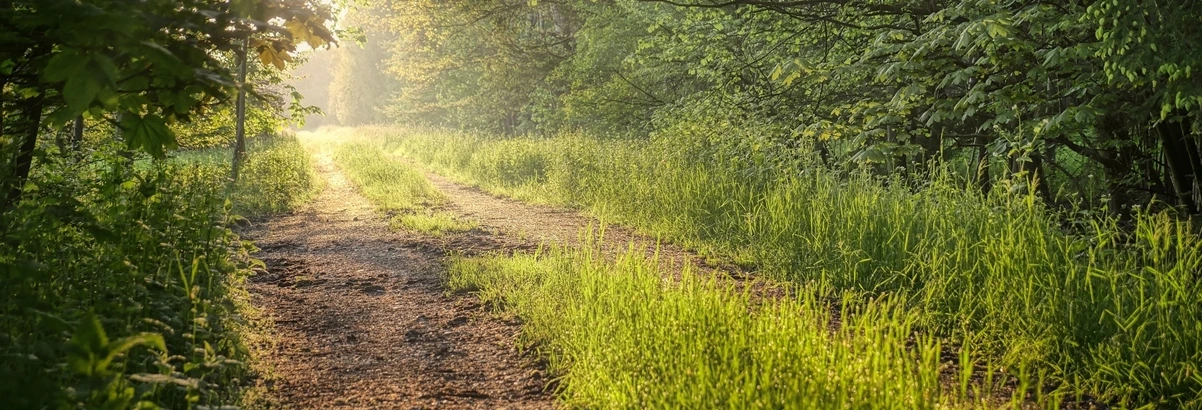 Sun setting on an overgrown road at a clearing in the woods.
